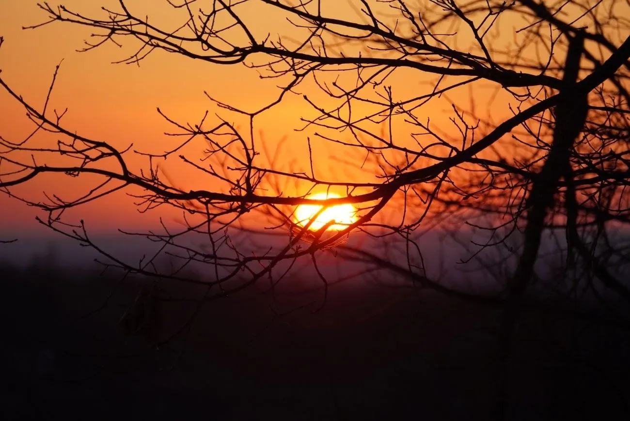 Sunset burning through bare winter branches